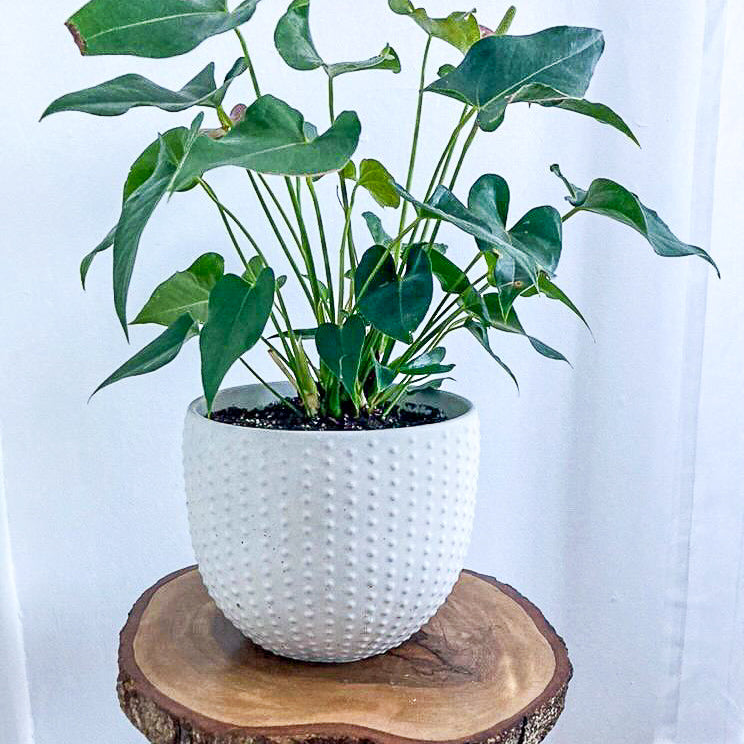 Pearl | concrete pot