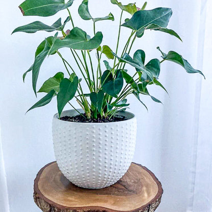 Pearl | concrete pot
